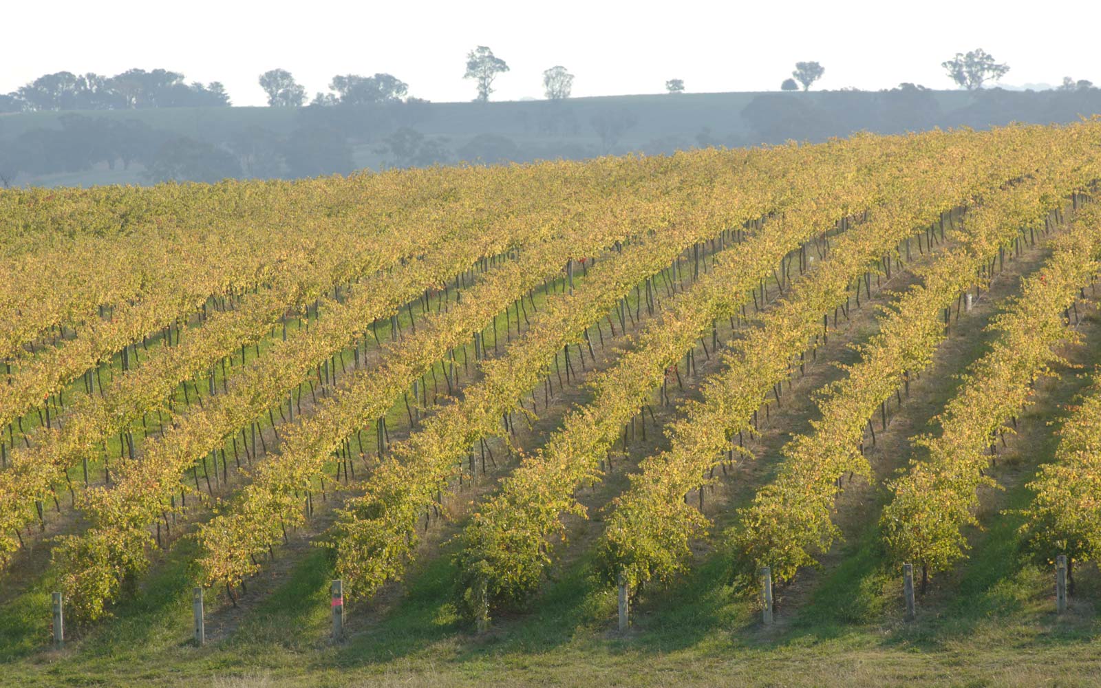 freeman-vineyard-vines-view