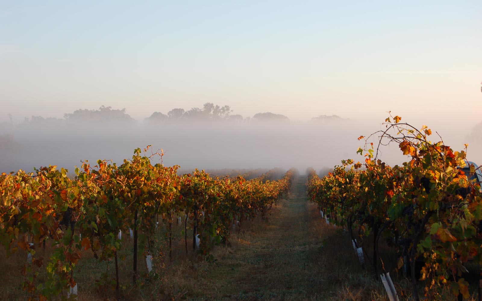 Freeman Vineyard Foggy Vineyard