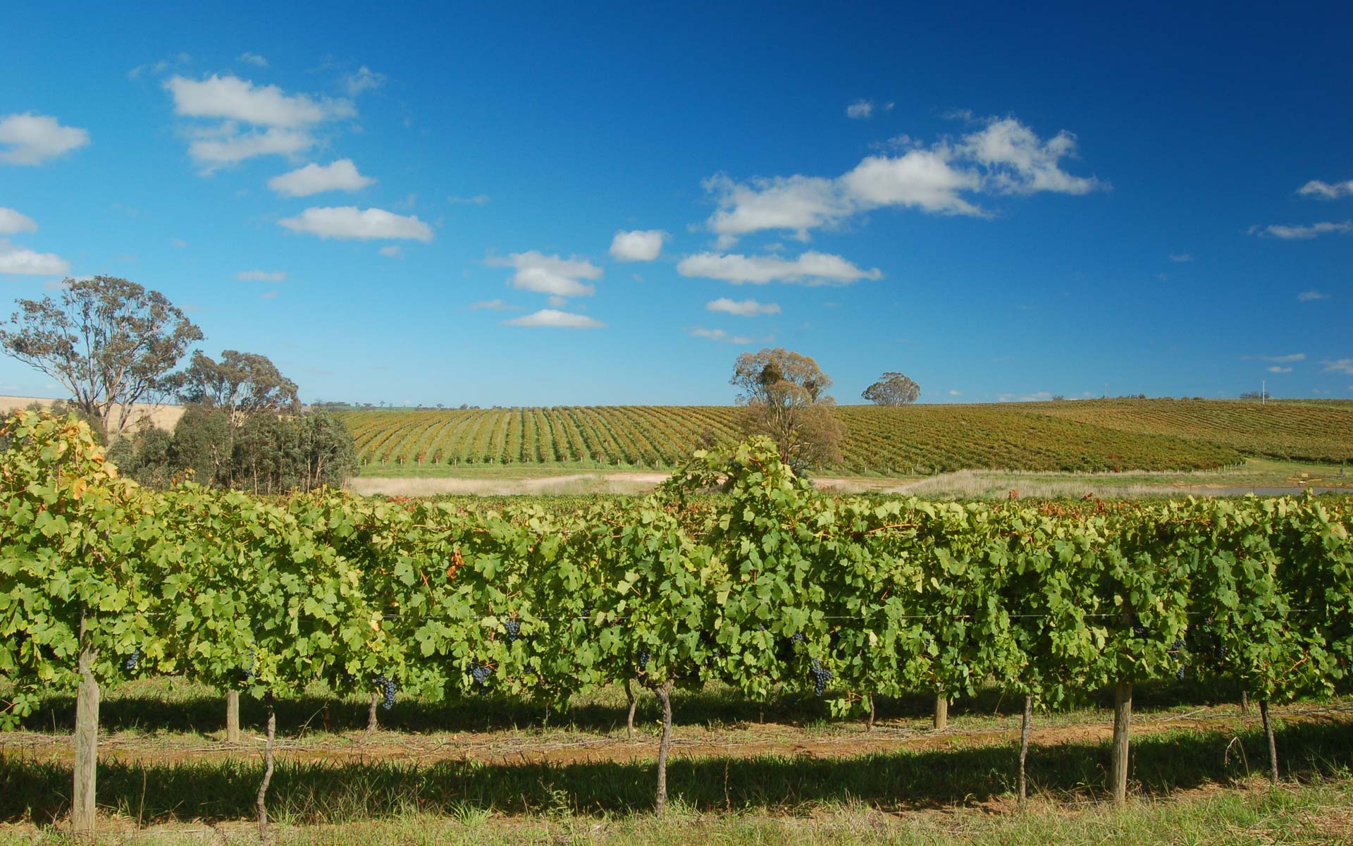 Image result for freeman vineyard hilltops
