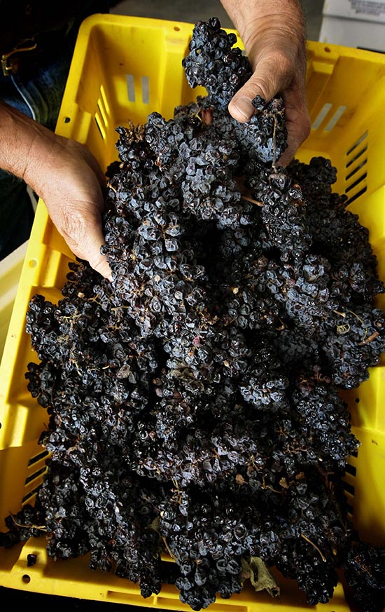 freeman-vineyards-drying-grapes-1