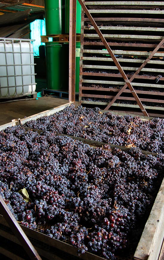 freeman-vineyards-drying-grapes-2